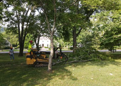 crane tree removal and trimming