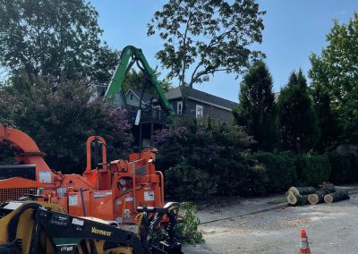 crane tree removal