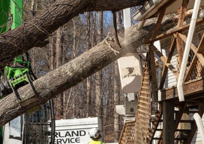 storm damage tree removal